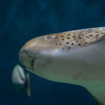 LE REQUIN LÉOPARD